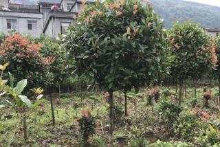 红叶石楠好栽活吗