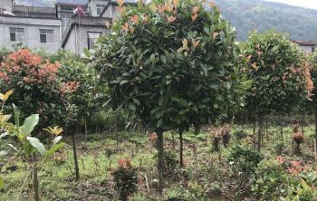 红叶石楠好栽活吗