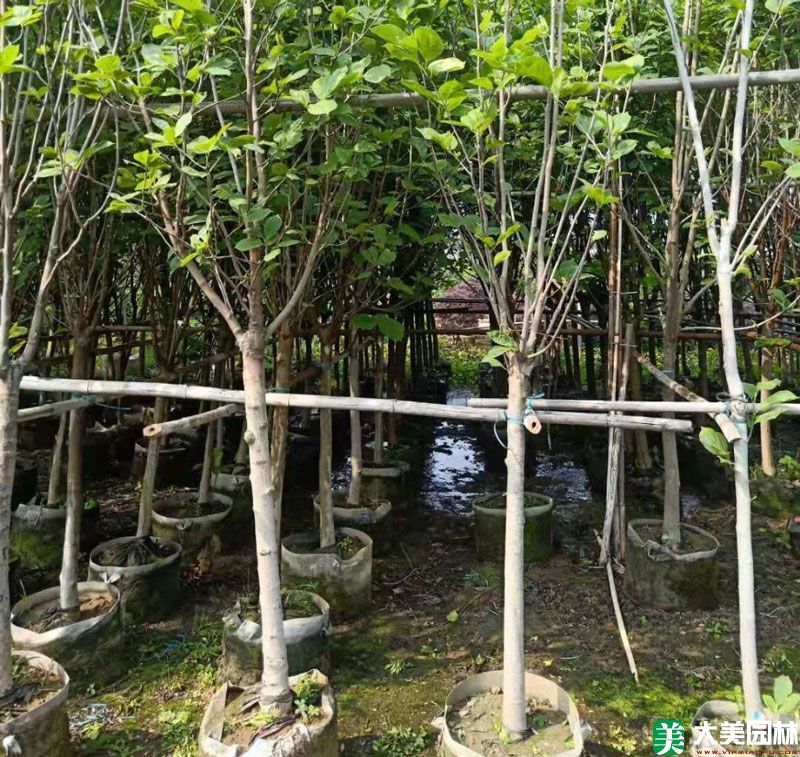 玉兰树