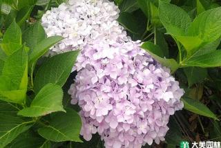 绣球花是四季开花吗？
