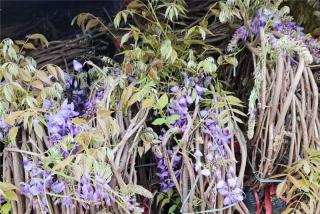 广西适合种植紫藤吗？
