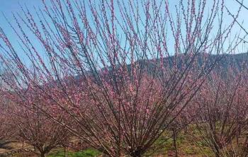 红梅树什么季节落叶