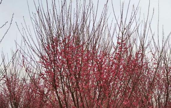 美人梅夏季能栽植吗？