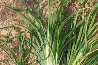 金娃娃萱草高还是别的萱草高