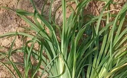金娃娃萱草高还是别的萱草高