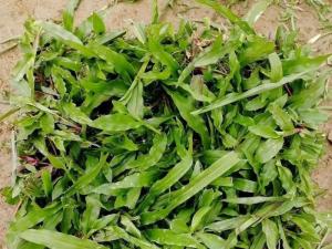大叶油草 - 大叶油草