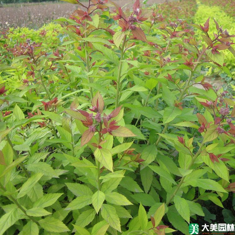 绣线菊