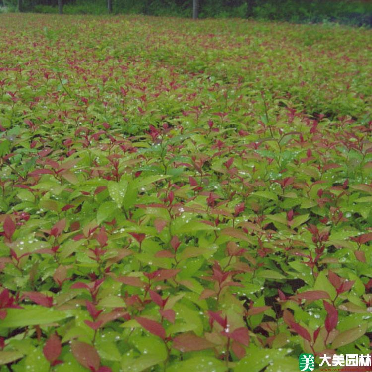 绣线菊