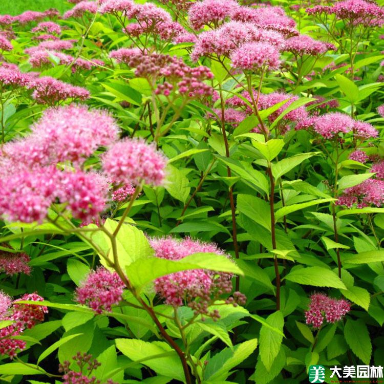 绣线菊