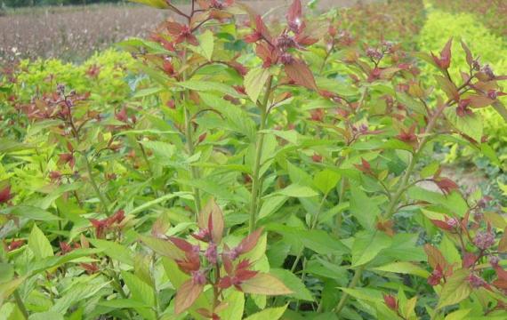 东北绣线菊哪里有卖？推荐一家诚信单位