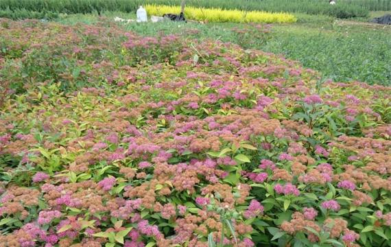 还在为购买红花绣线菊奔西跑比价格看质量吗？