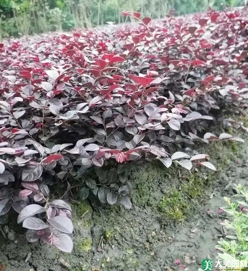 红花檵木