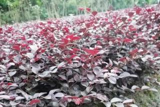 红继木有毒吗？
