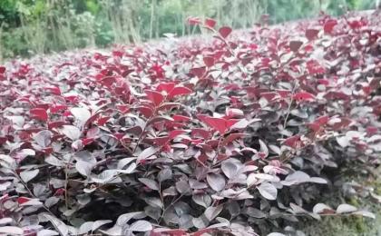 红继木有毒吗？