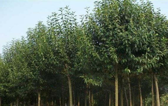 大叶女贞的原产地在哪里？