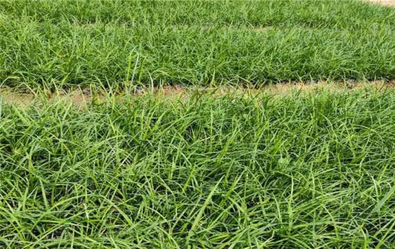 找矮生沿阶草，就找华中沿阶草集中产地，量大价低