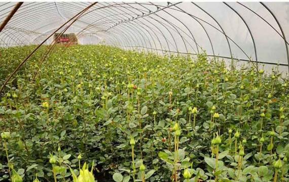 藤本月季种植其实很简单，新手也没问题