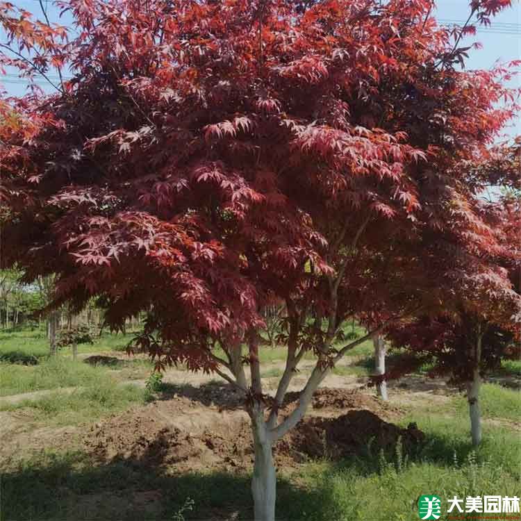 红枫