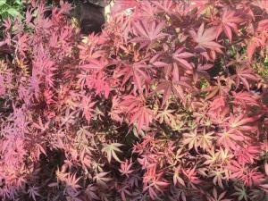 红枫 - 红枫