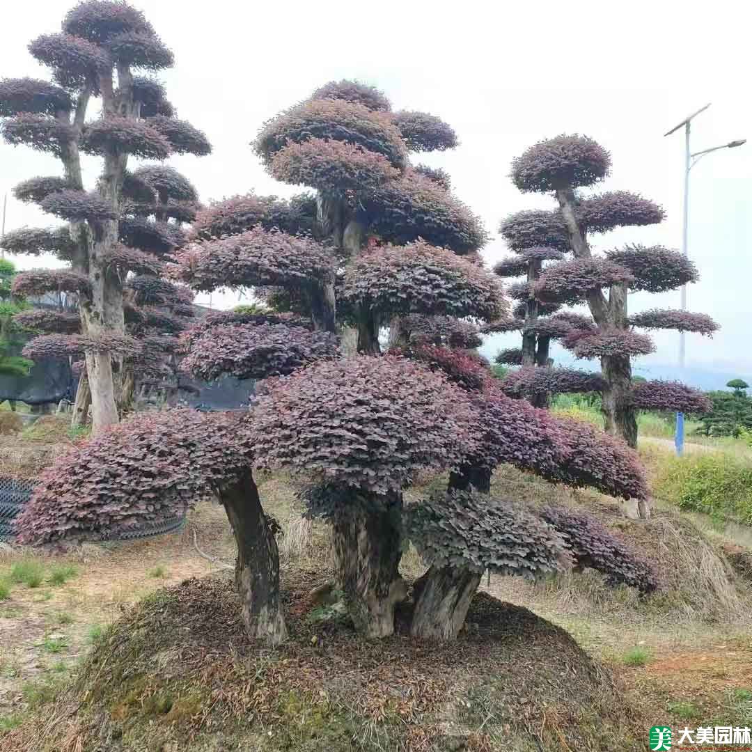 红花继木造型树