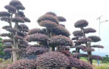 红花继木造型树价格