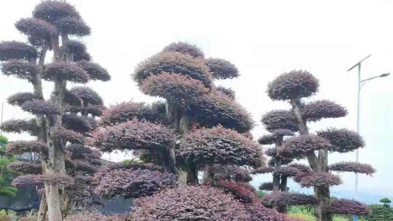 红花继木造型树价格