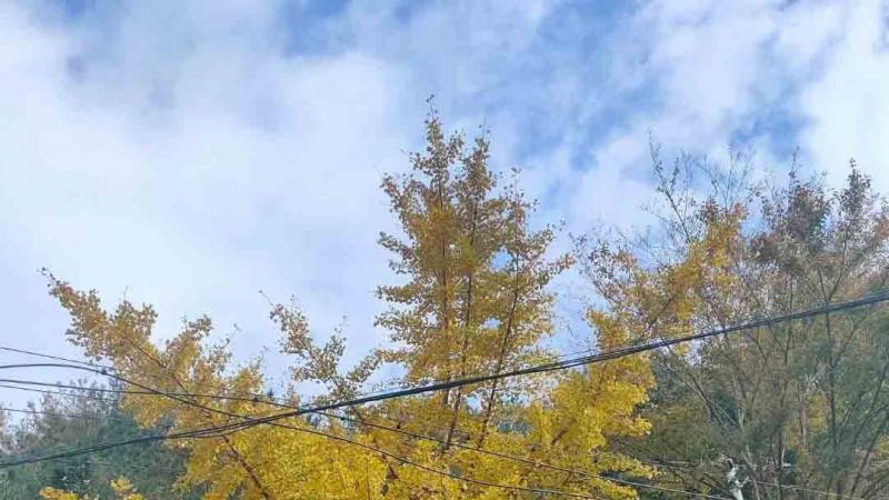 恩施银杏树苗圃