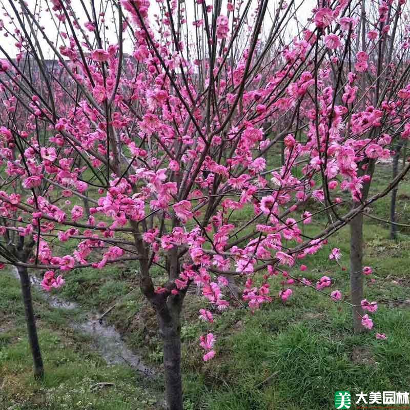 红梅