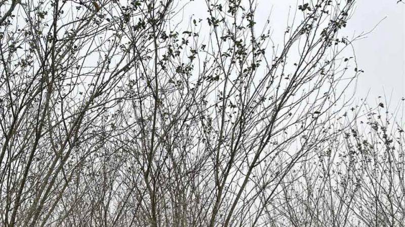 长沙8公分9公分垂丝海棠价格
