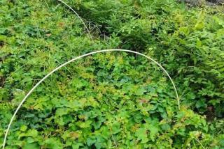 300万棵爬山虎树苗上市出售，超低价格，0.5~2米长现货供应