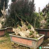 矮生紫薇的单价如何降低？
