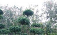 小叶女贞树适合在东北种植吗