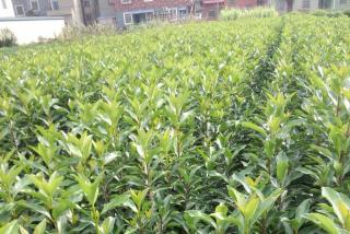 法国冬青小苗种植距离多远一棵最好