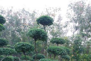 小叶女贞树适合在东北种植吗