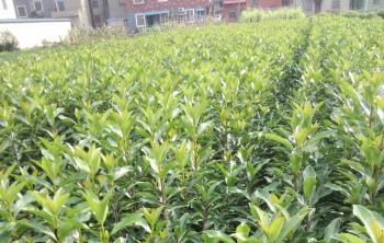 法国冬青小苗种植距离多远一棵最好