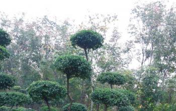 小叶女贞树适合在东北种植吗