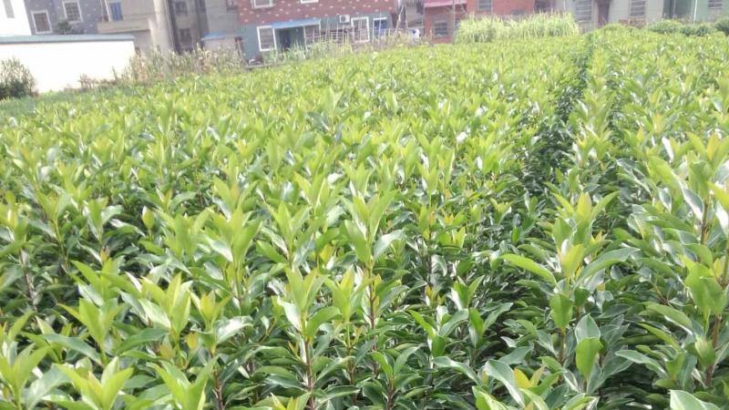 法国冬青小苗种植距离多远一棵最好