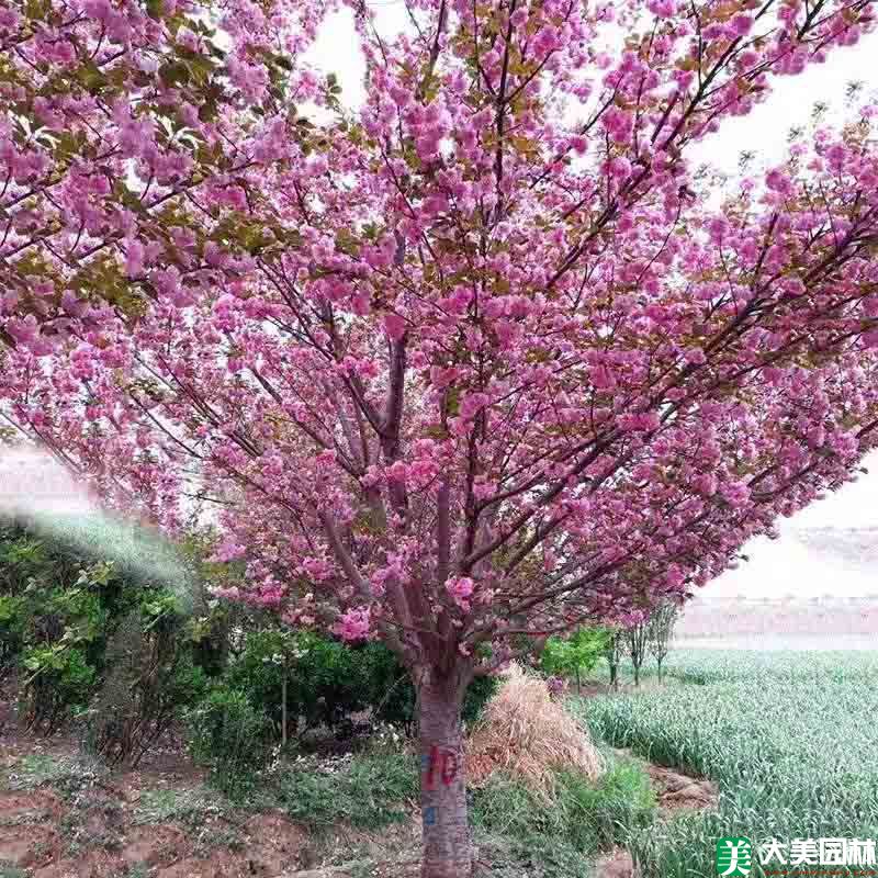 樱花树