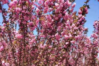 3公分樱花树价格