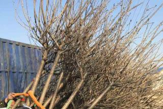 长沙10公分樱花树价格是多少