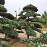 罗汉松苗木基地——优质苗木的培育与供应