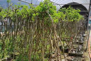 美国凌霄花去哪里买好呢