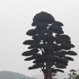 湖南绿化苗木批发去哪里