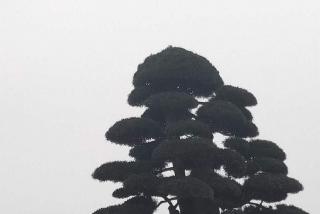 湖南绿化苗木批发去哪里