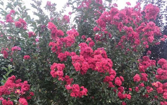 紫薇树什么时候开花？