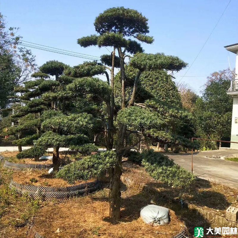 造型罗汉松