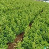 7米蜀桧价格