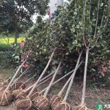 西府海棠价钱
