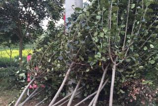 西府海棠价钱