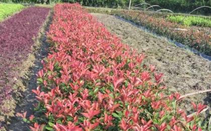 红叶石楠种植密度是多少？